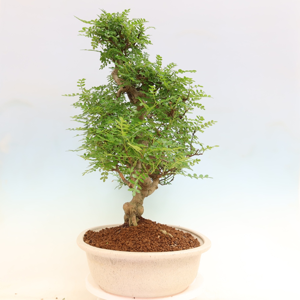 Pokojová bonsai - Zantoxylum piperitum - pepřovník