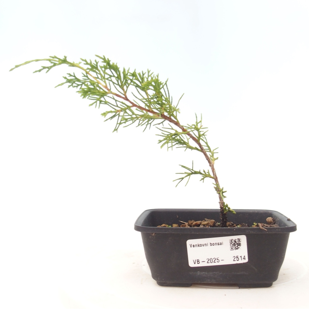 Venkovní bonsai - Juniperus chinensis Itoigawa -Jalovec čínský
