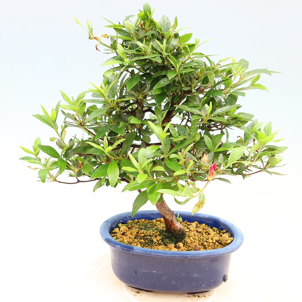 Venkovní bonsai - Japonská azalka - Azalea Yoko
