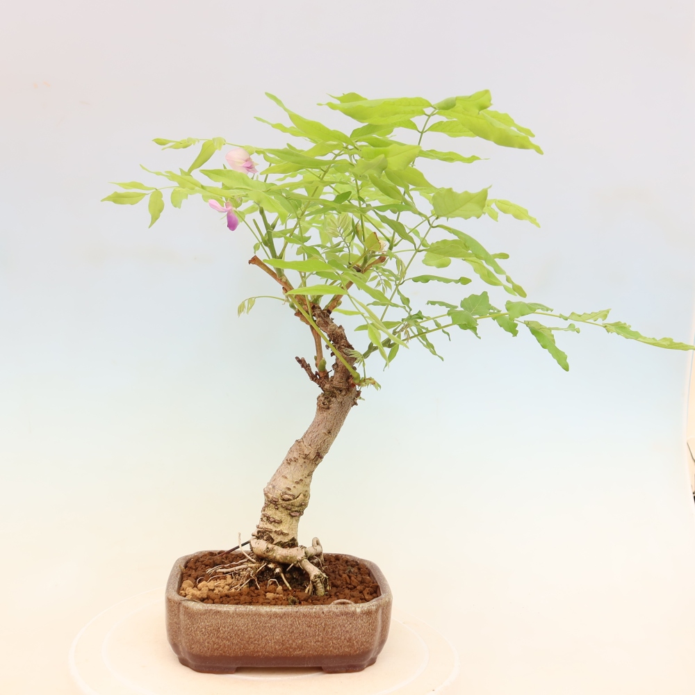 Venkovní bonsai - Vistarie květnatá - Wisteria floribunda