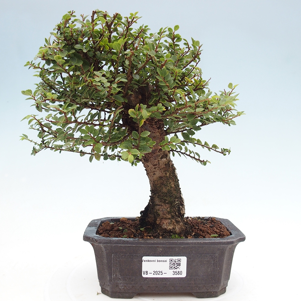 Venkovní bonsai - Ulmus parvifolia Hokkaido - jilm Čínský