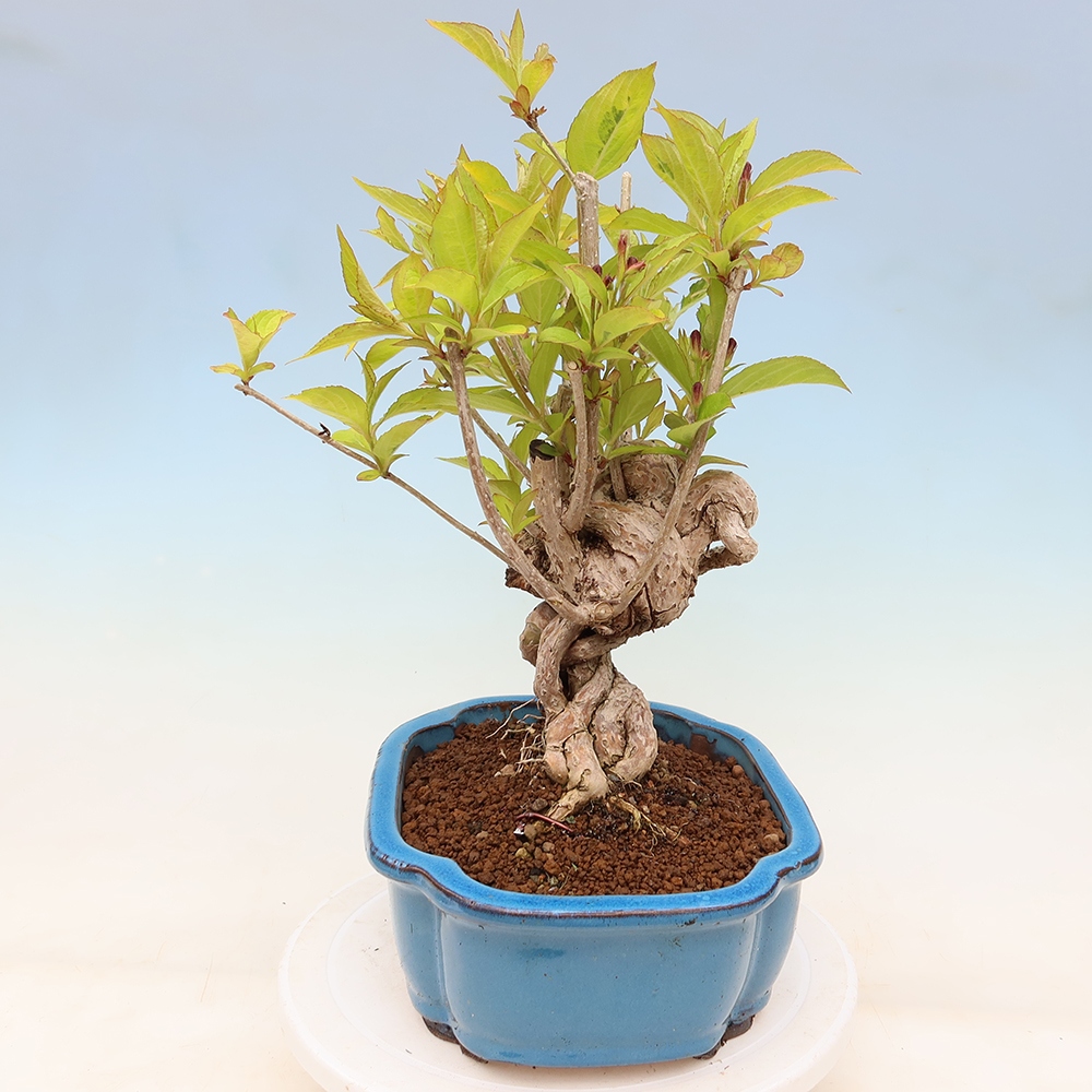Venkovní bonsai - Weigela subsessilis - Vajgélie korejská