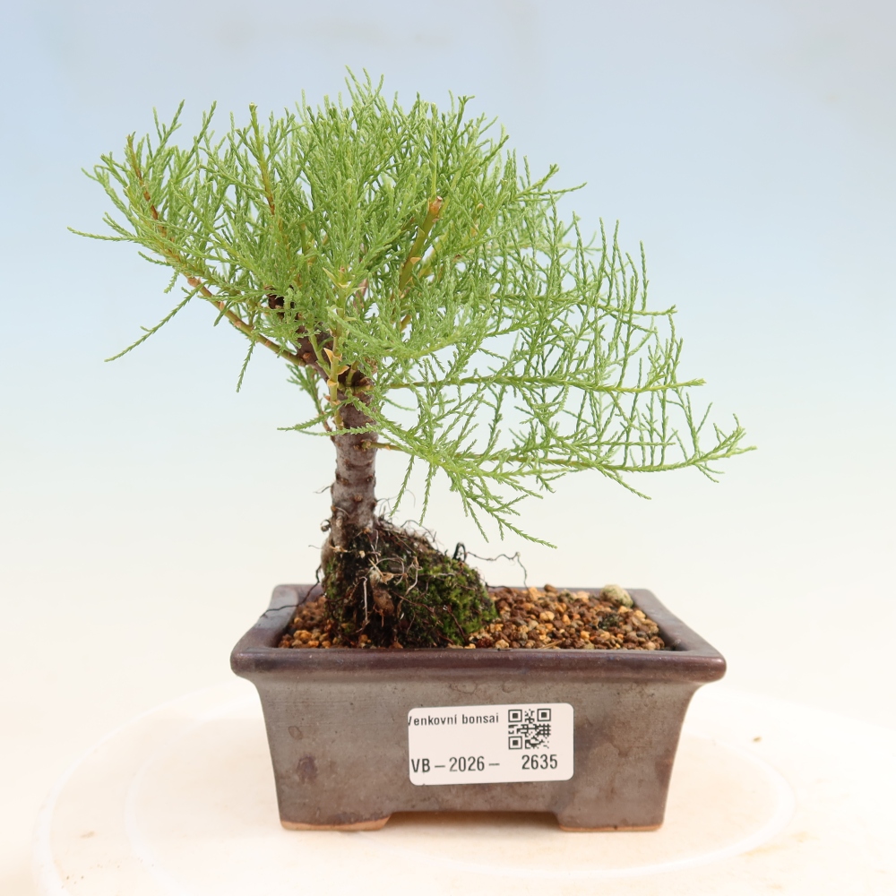 Venkovní bonsai - Tamaryšek - Tamarix