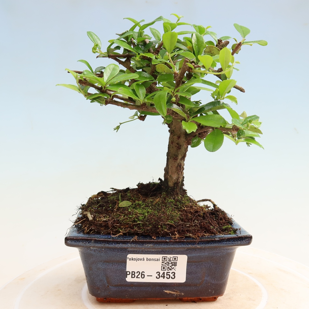 Pokojová bonsai - Carmona macrophylla - Čaj fuki