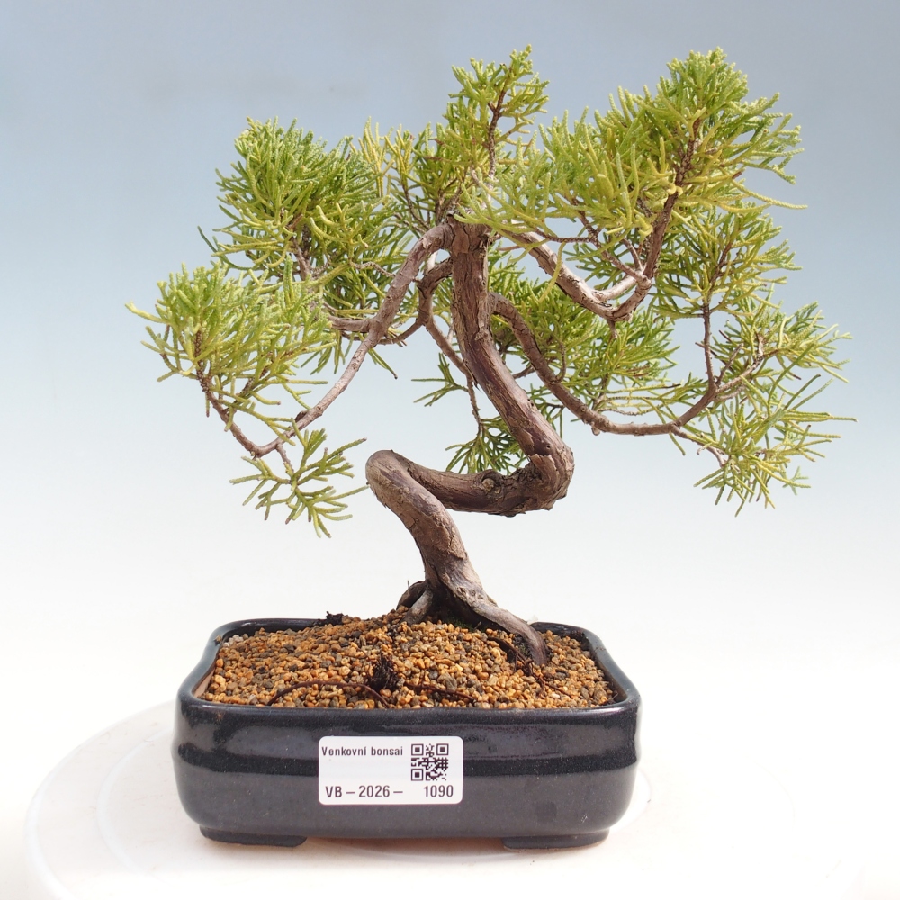 Venkovní bonsai - Juniperus chinensis Kishu -Jalovec čínský
