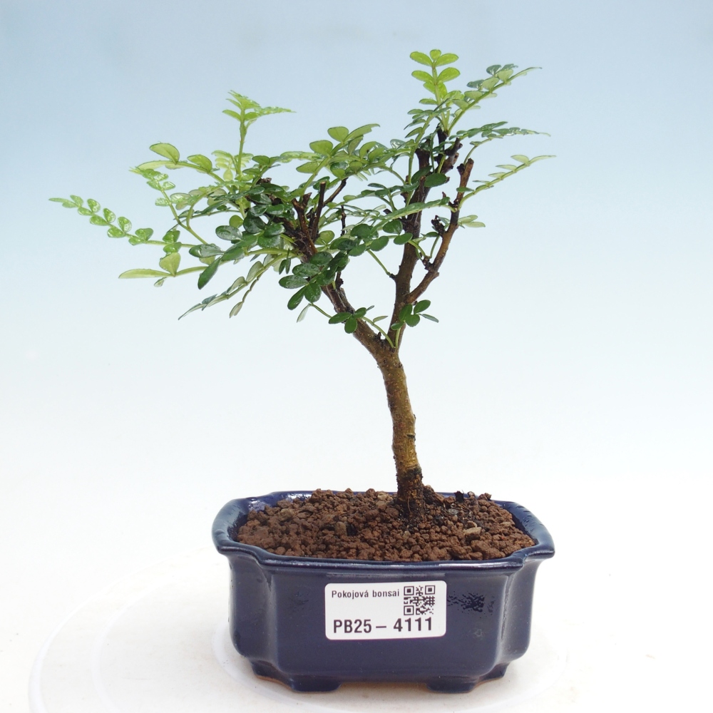 Pokojová bonsai - Zantoxylum piperitum - Pepřovník 