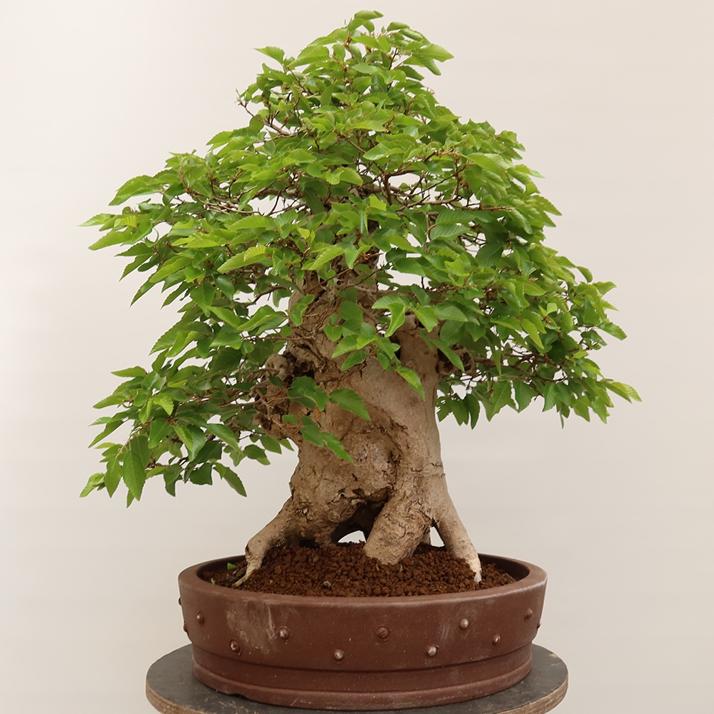 Venkovní bonsai -Carpinus Coreana - Habr korejský