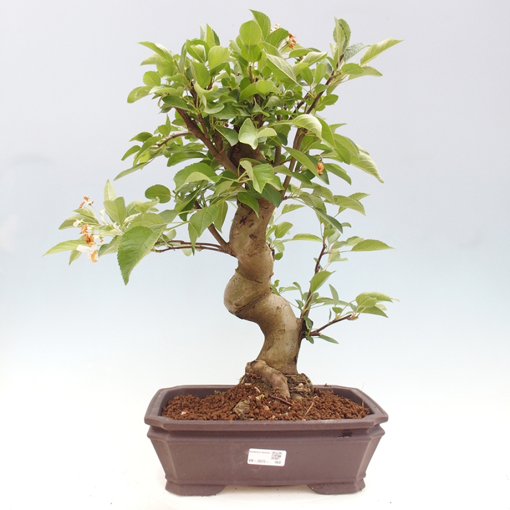 Venkovní bonsai -Malus halliana - Maloplodá jabloň
