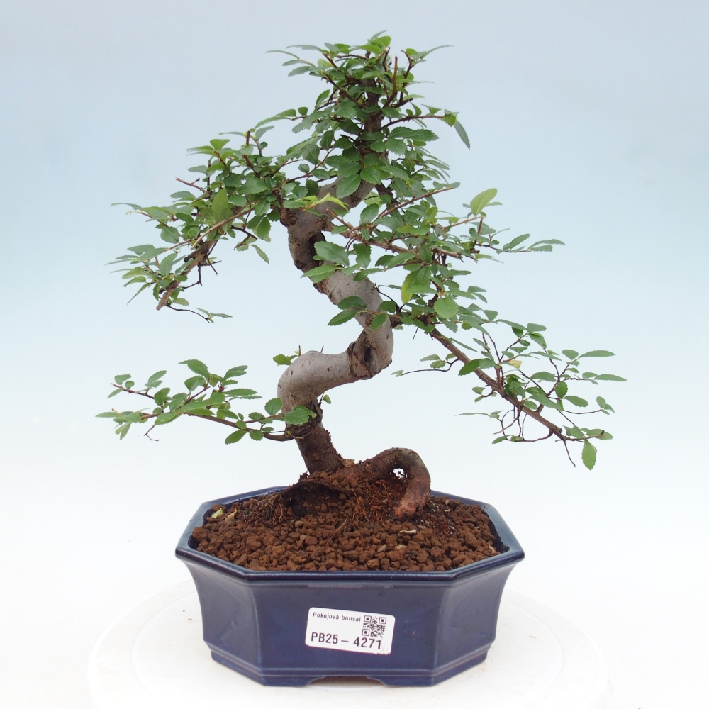 Pokojová bonsai - Ulmus parvifolia - Malolistý jilm