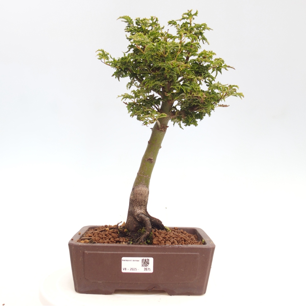 Venkovní bonsai -Javor dlanitolistý Acer palmatum Shishigashira