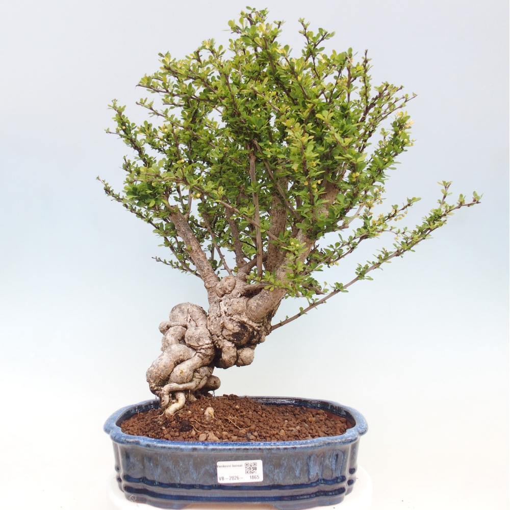 Venkovní bonsai - Berberis coreana - Dřištál korejský