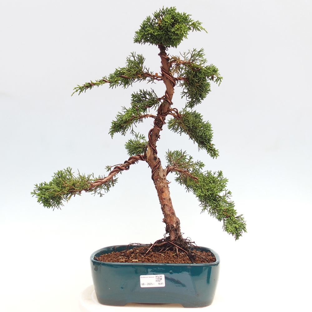 Venkovní bonsai - Juniperus chinensis Kishu -Jalovec čínský