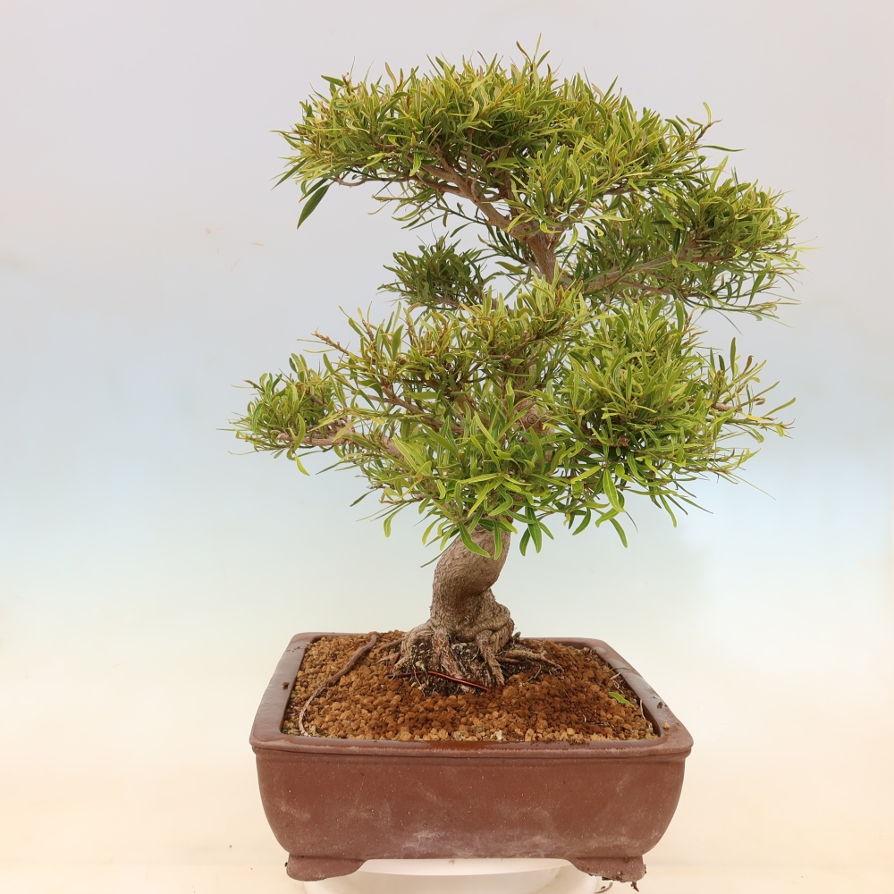 Pokojová bonsai - Ficus nerifolia -  malolistý fíkus