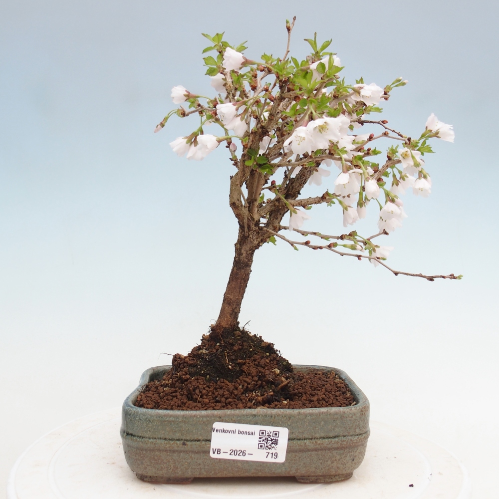 Venkovní bonsai - Prunus incisa Kojou-no mai-Slivoň vyříznutá
