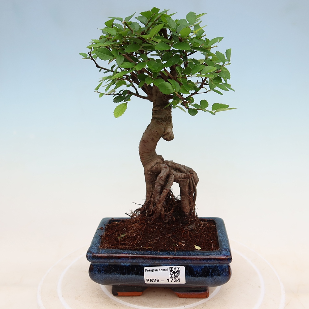 Pokojová bonsai - Ulmus parvifolia - Malolistý jilm