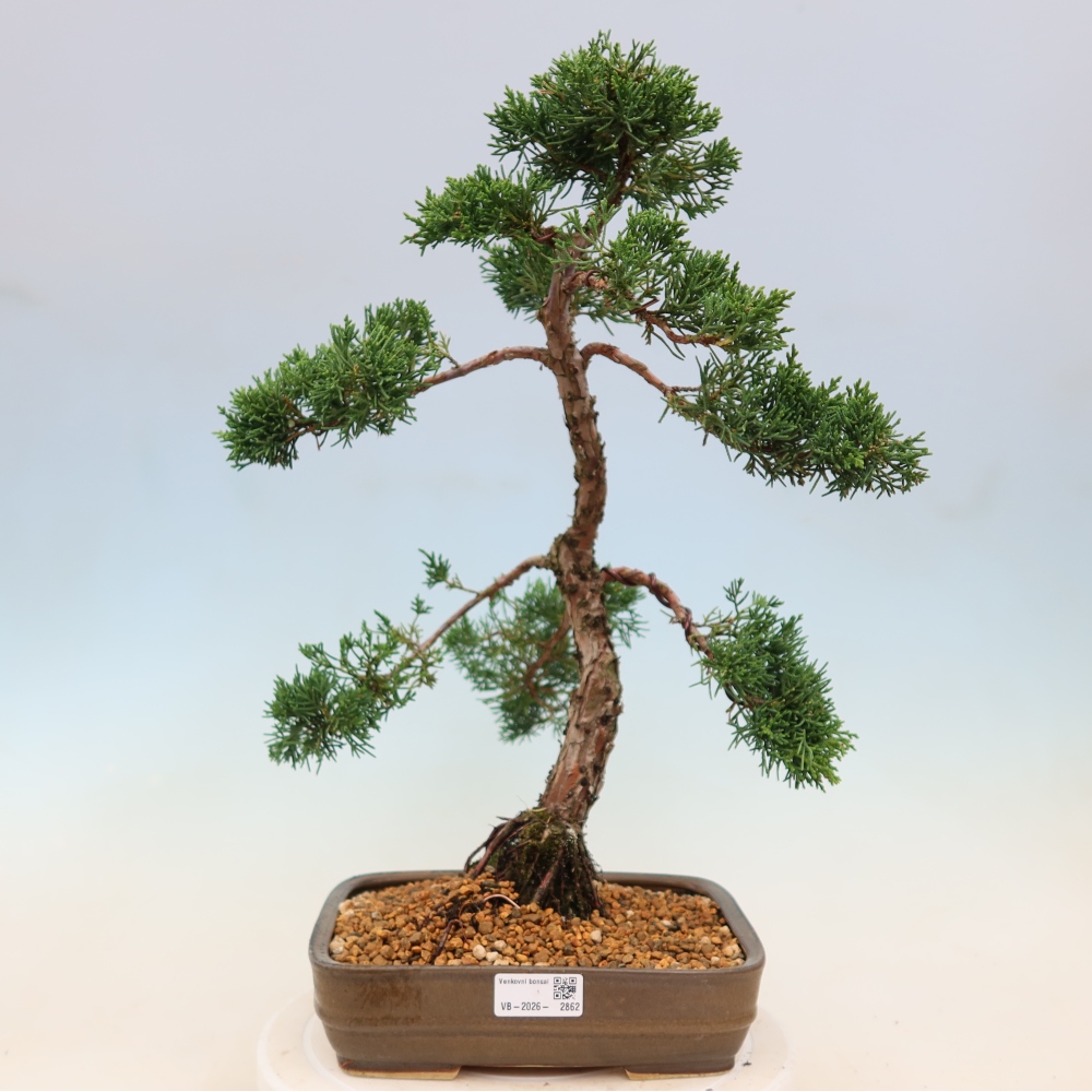 Venkovní bonsai - Juniperus chinensis Kishu -Jalovec čínský
