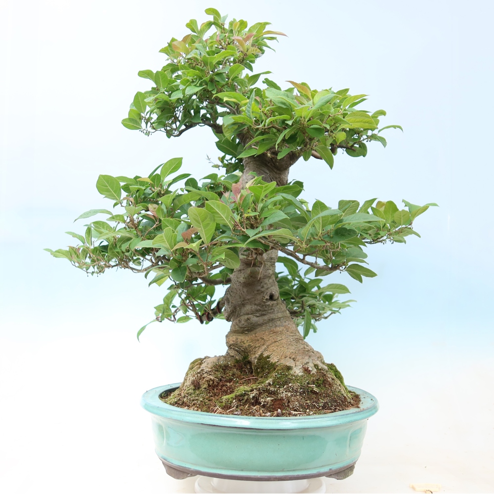 Venkovní bonsai - Ilex serrata - cesmína pilovitá