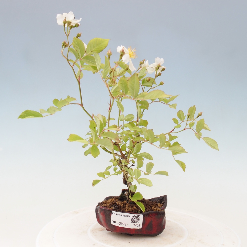 Venkovní bonsai - Rosa sp. - malokvětá růže