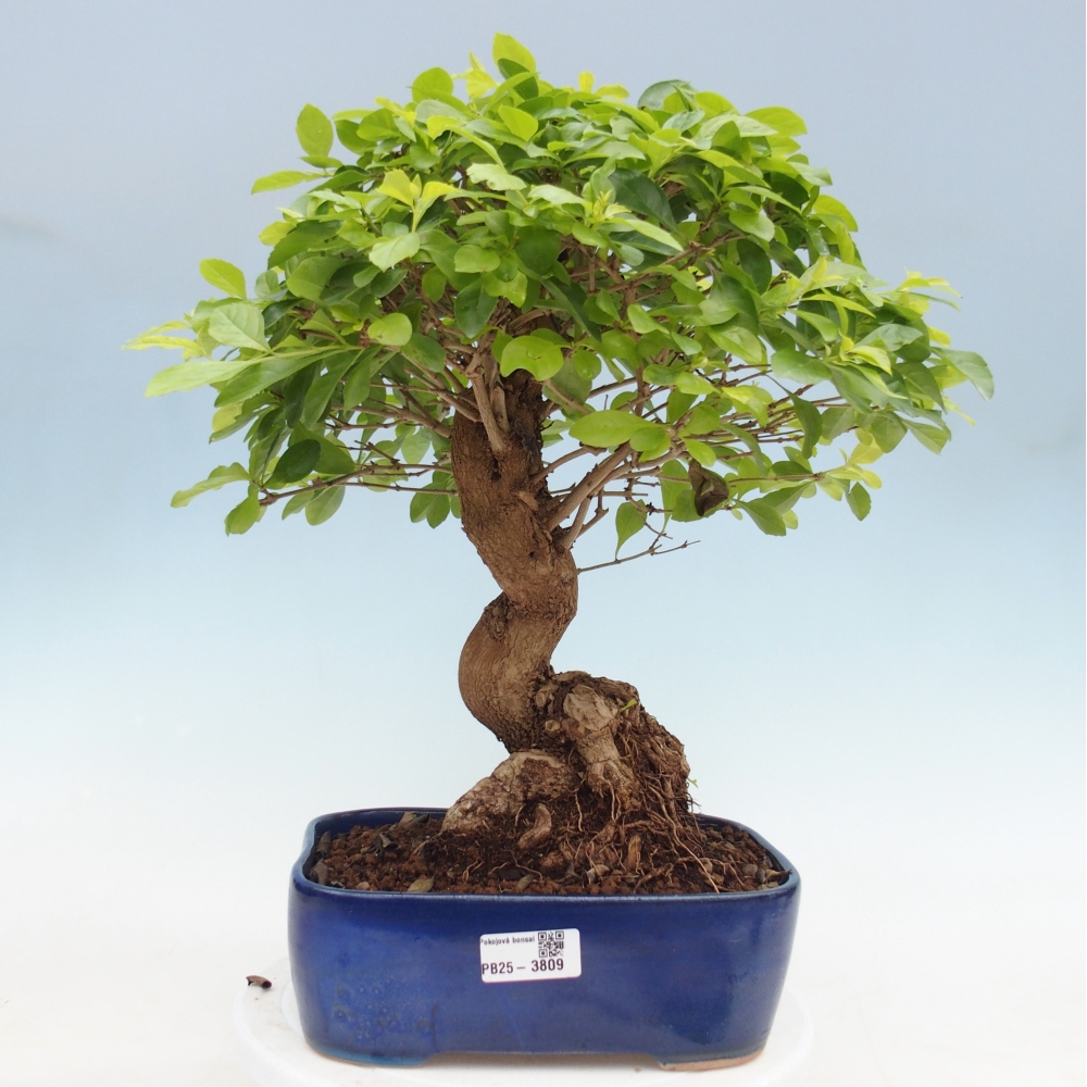 Pokojová bonsai - Duranta erecta Aurea