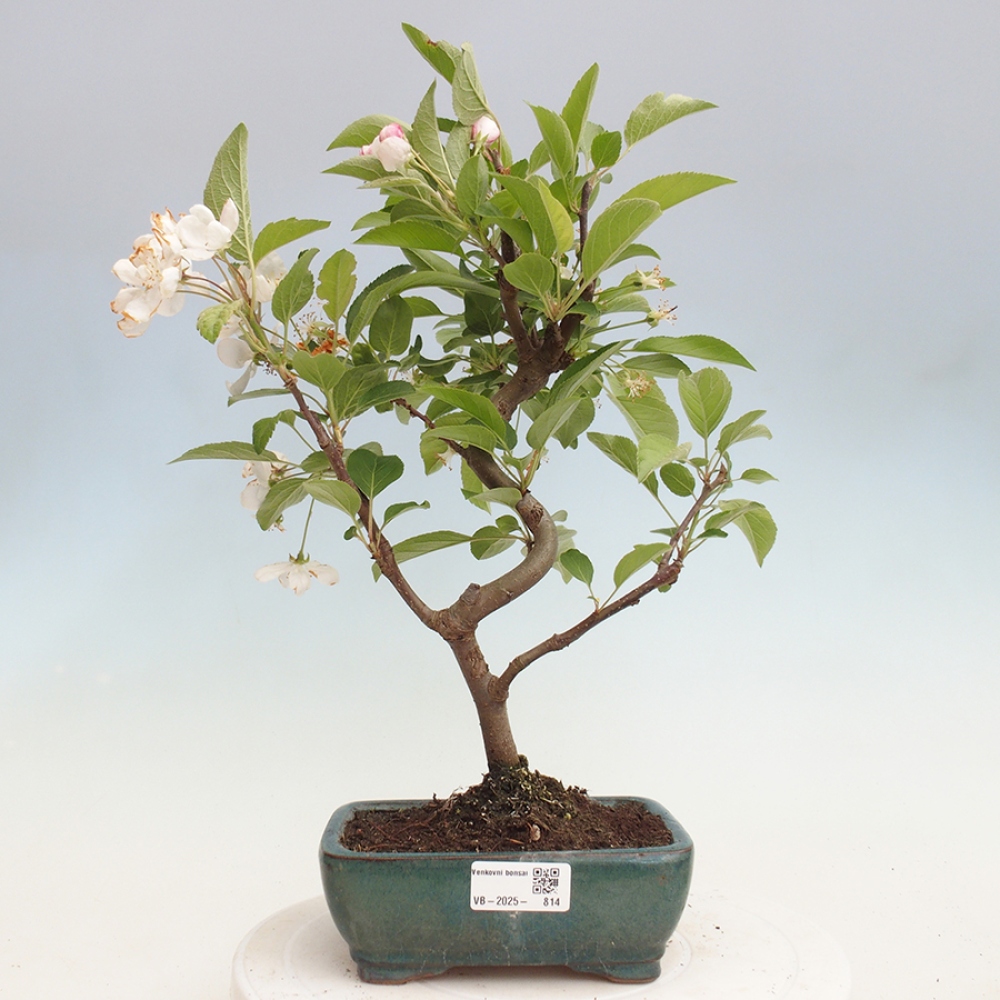 Venkovní bonsai -Malus halliana - Maloplodá jabloň