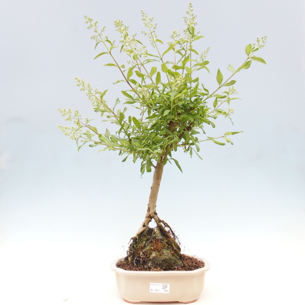 Venkovní bonsai - Ligustrum  - Ptačí zob
