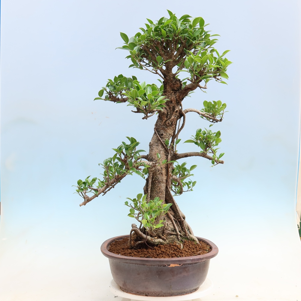 Pokojová bonsai - Ficus kimmen -  malolistý fíkus