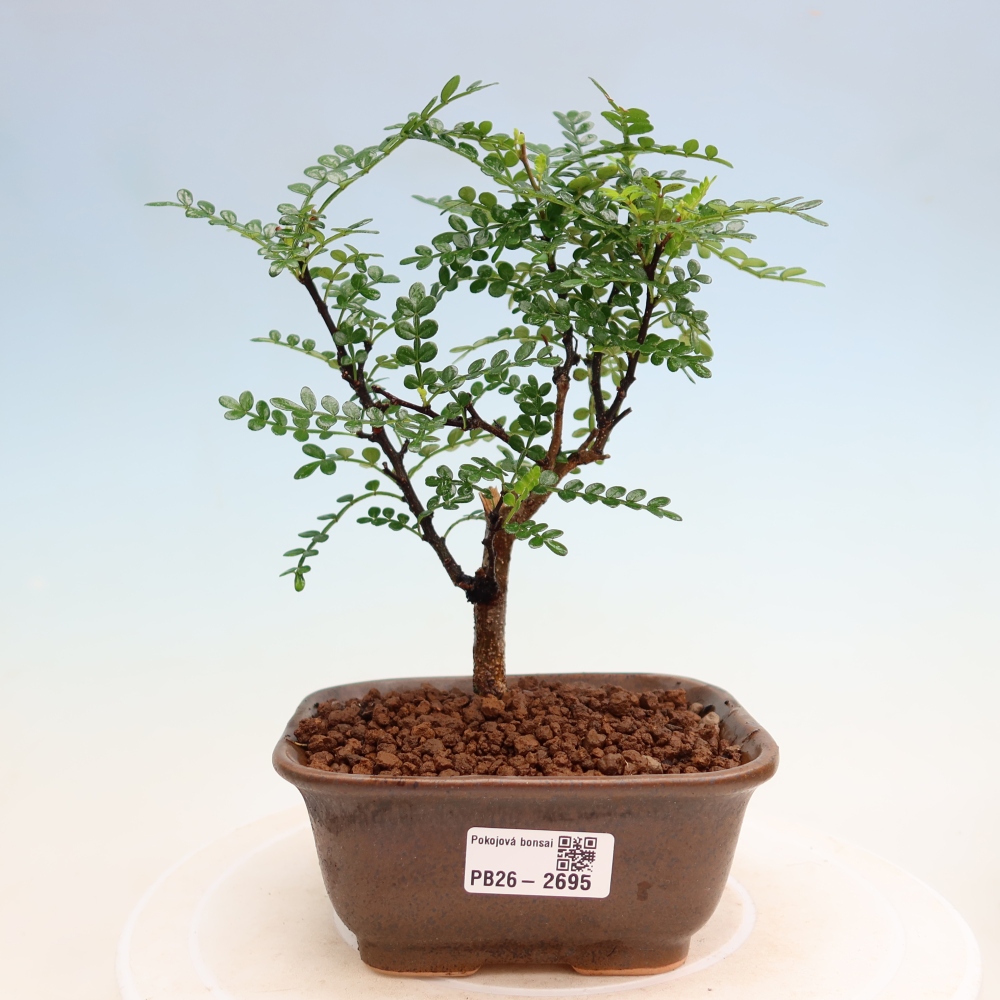 Pokojová bonsai - Zantoxylum piperitum - Pepřovník