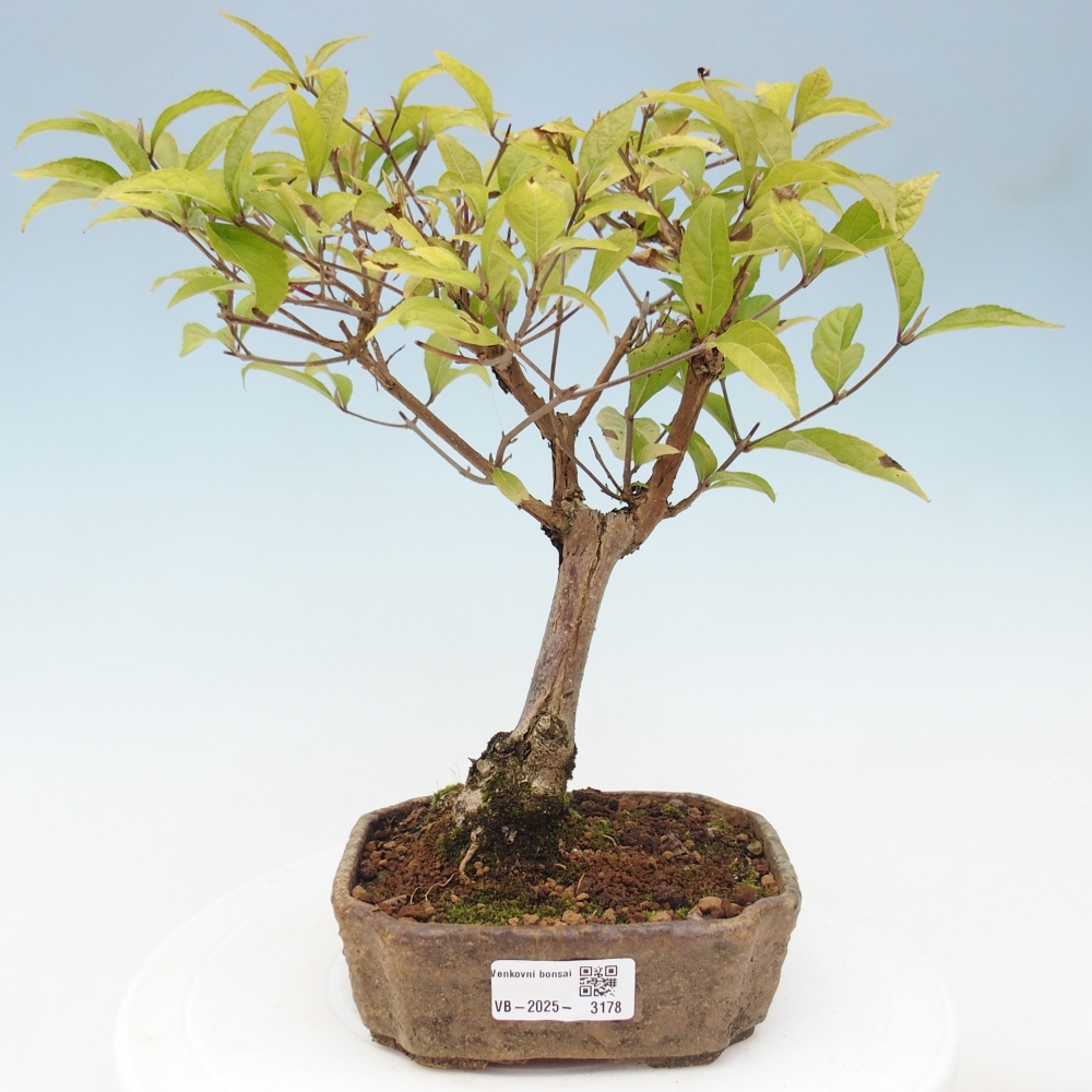Venkovní bonsai - krásnoplodka - Callicarpa japonica