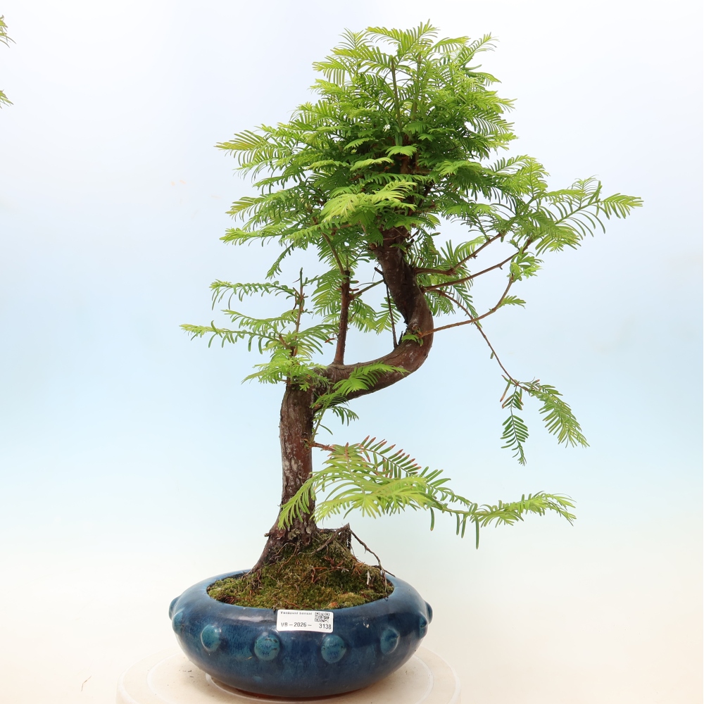 Venkovní bonsai - Metasequoia glyptostroboides - Metasekvoje čínská