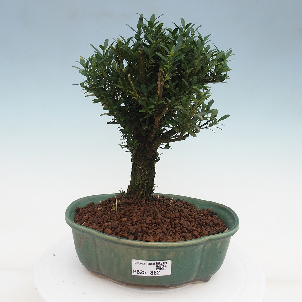 Pokojová bonsai - Buxus harlandii -korkový buxus