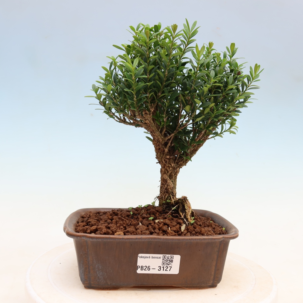 Pokojová bonsai - Buxus harlandii -korkový buxus
