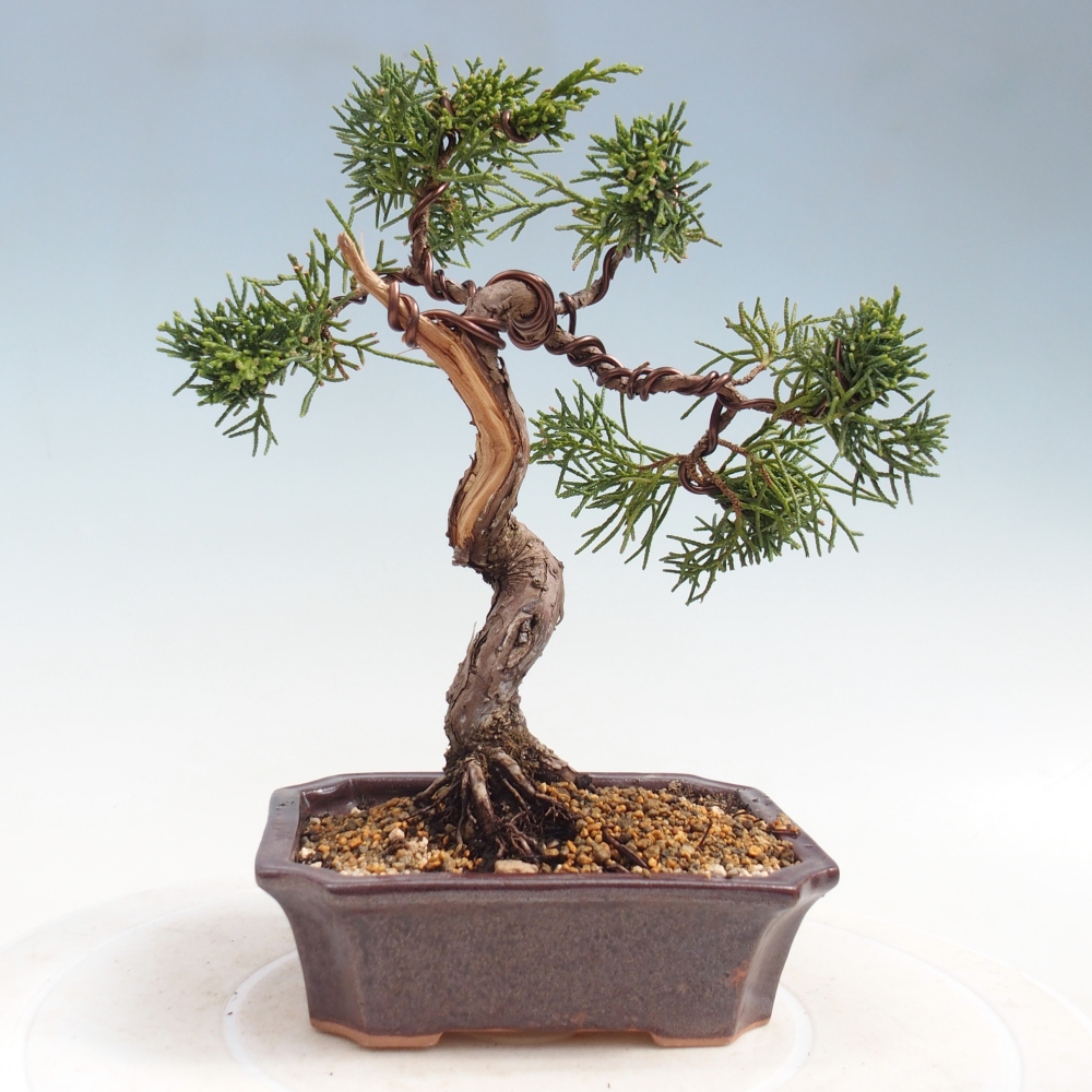 Venkovní bonsai - Juniperus chinensis Kishu -Jalovec čínský
