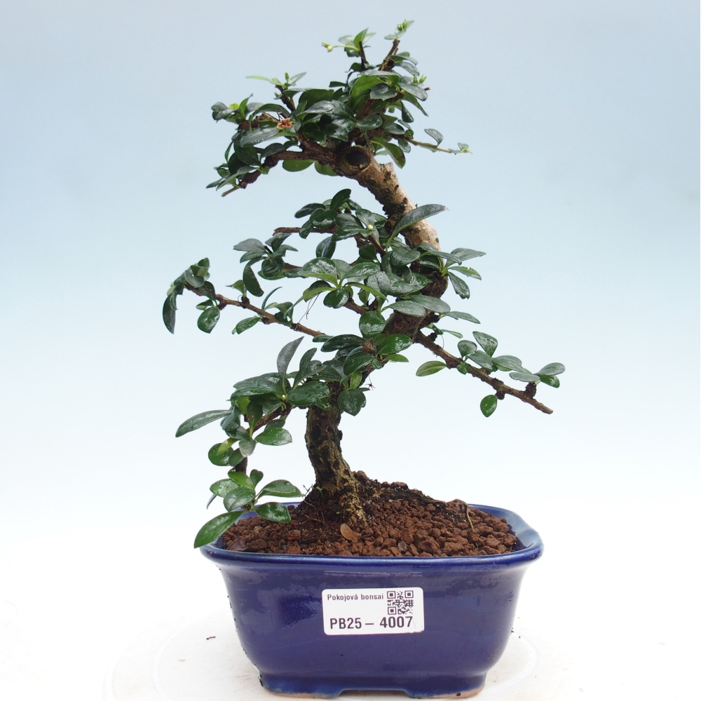 Pokojová bonsai - Carmona macrophylla - Čaj fuki