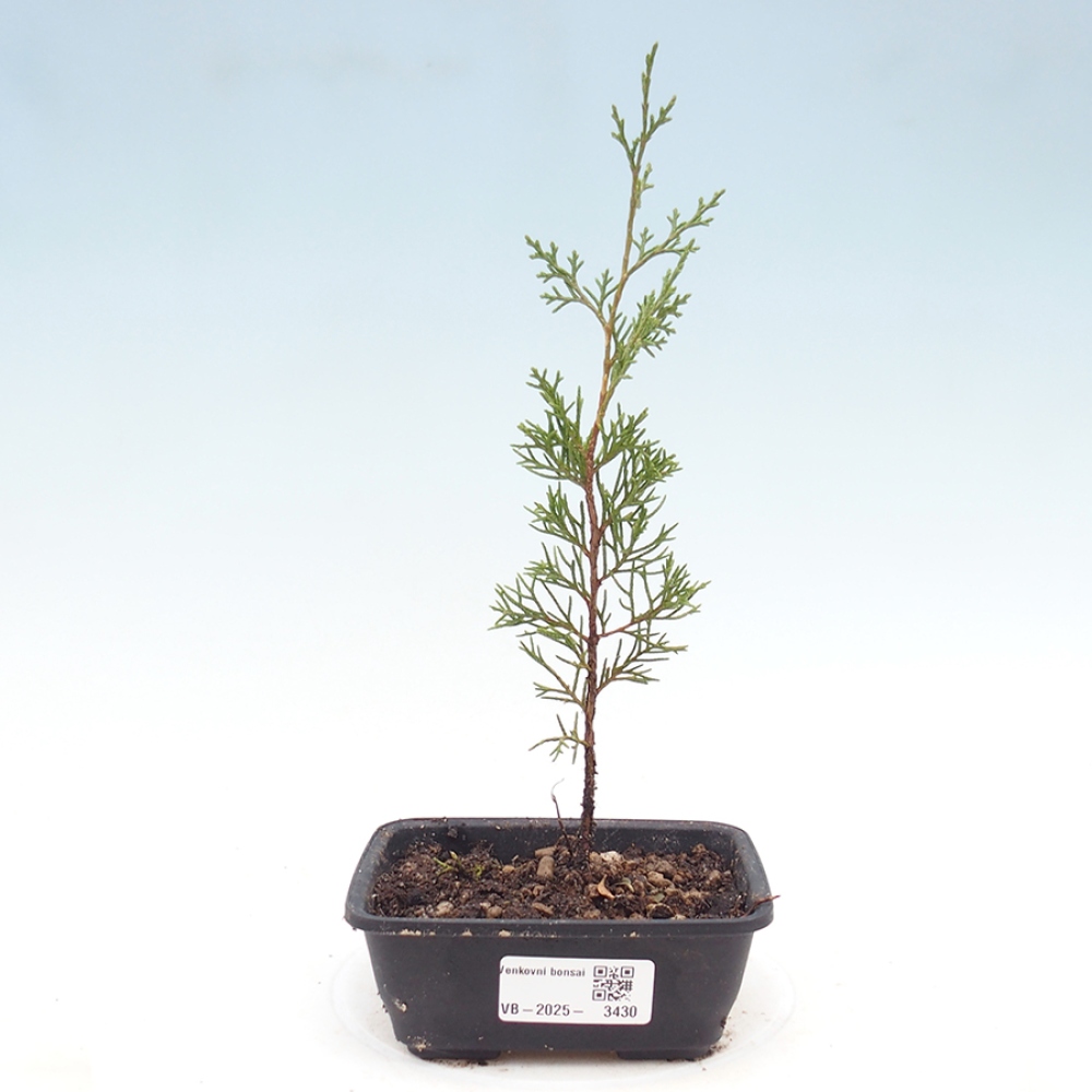 Venkovní bonsai - Juniperus chinensis Itoigawa -Jalovec čínský