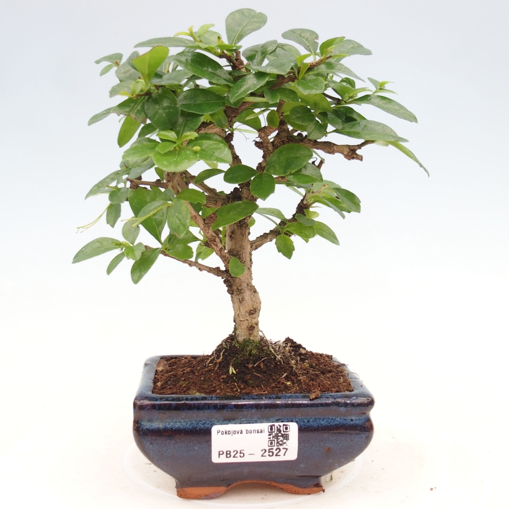 Pokojová bonsai - Carmona macrophylla - Čaj fuki