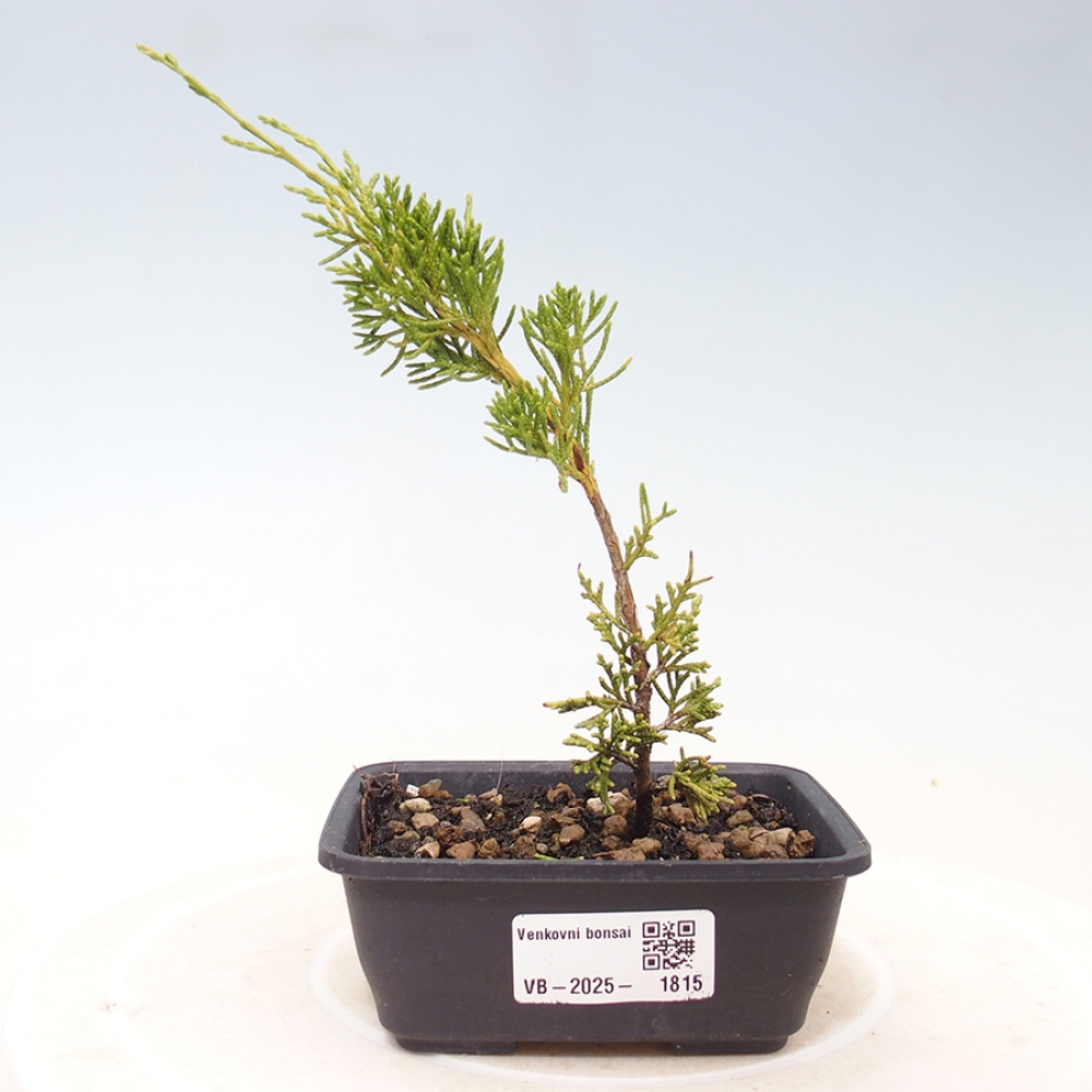 Venkovní bonsai - Juniperus chinensis Itoigawa -Jalovec čínský