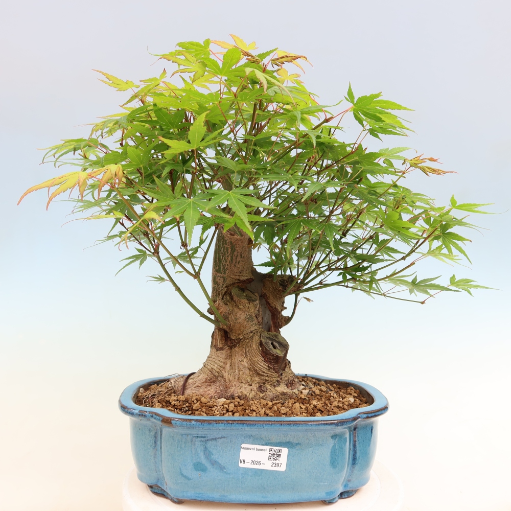 Venkovní bonsai - Javor Burgerův - Acer Burgerianum 