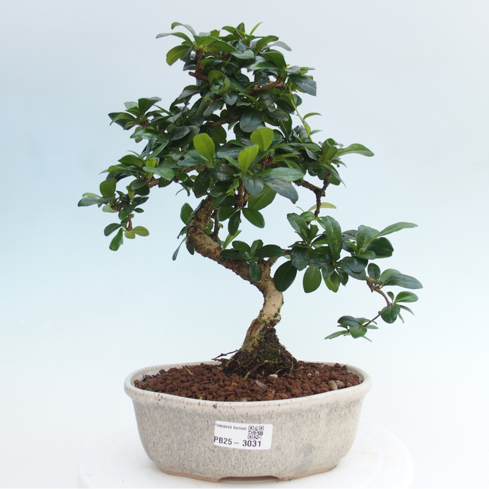 Pokojová bonsai - Carmona macrophylla - Čaj fuki