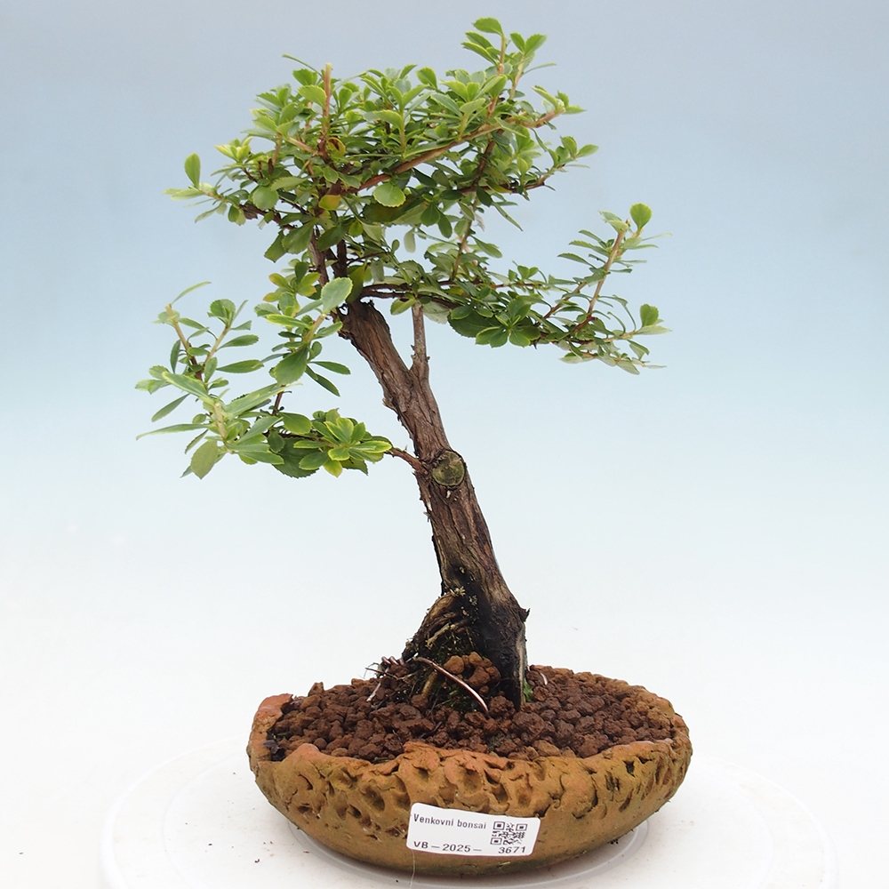 Venkovní bonsai - Escallonia 'Dart's Rosy Red' - Zábluda