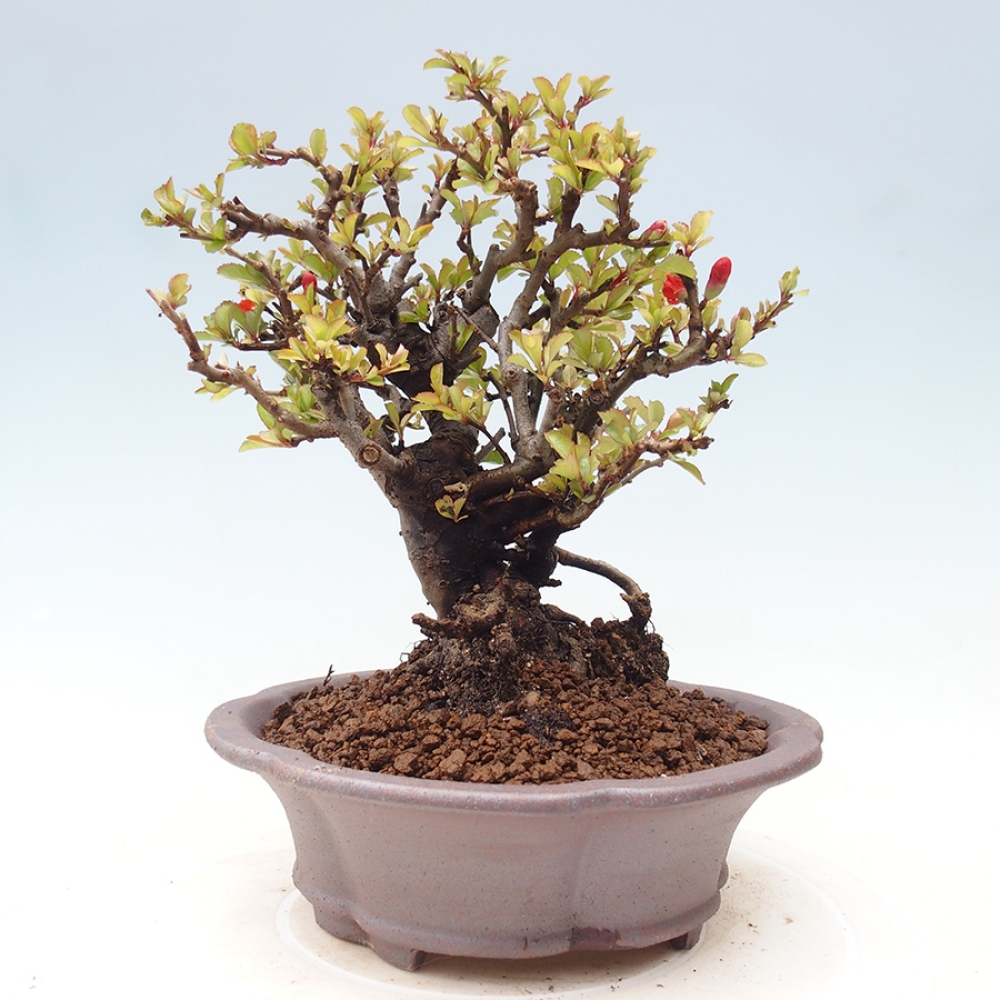 Venkovní  bonsai -  Chaneomeles speciosa - Kdoulovec ozdobný