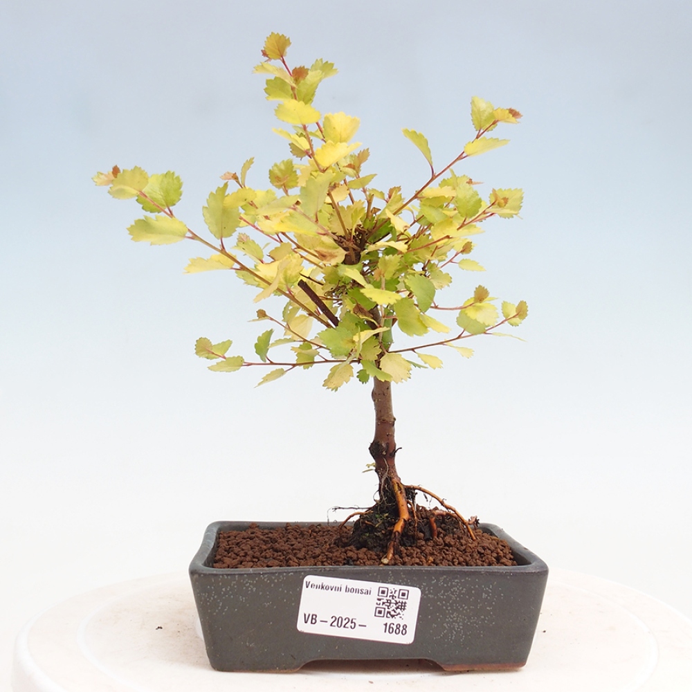 Venkovní bonsai - bříza trpasličí - Betula NANA Treasure