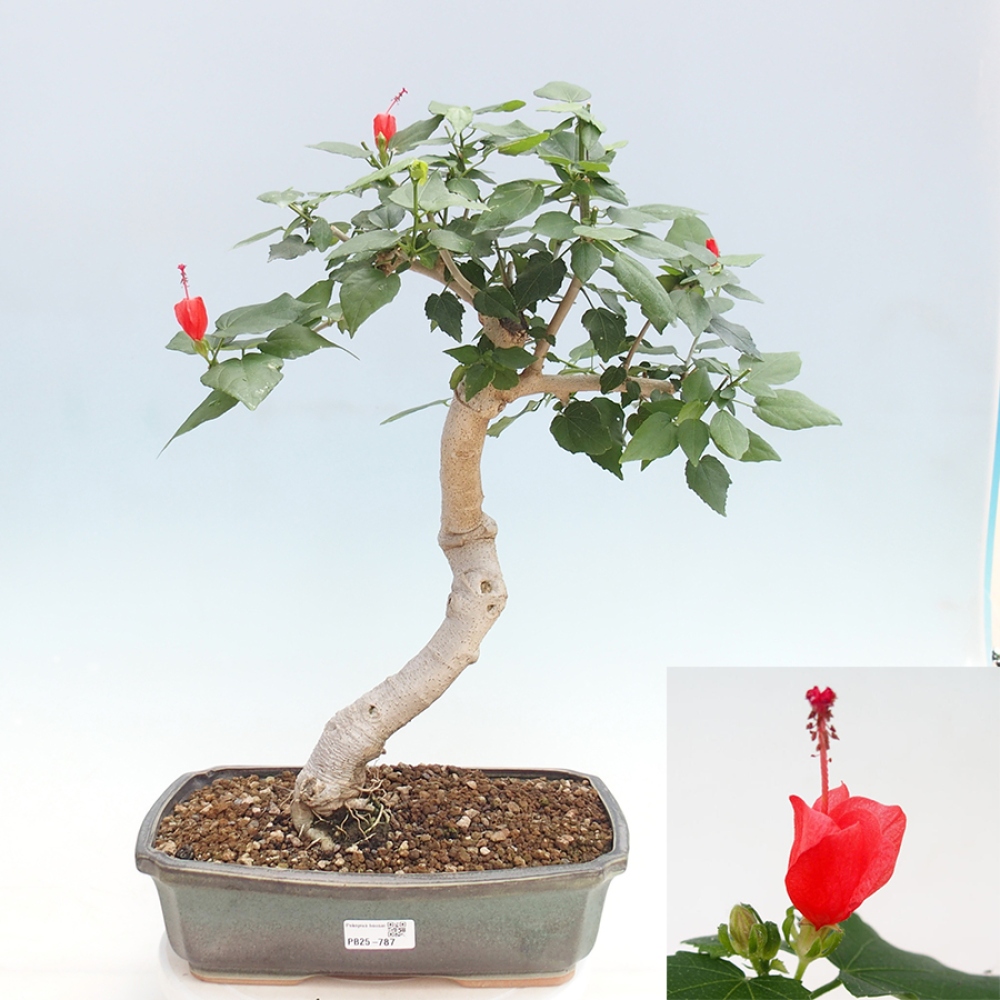 Pokojová bonsai - Malvaviscus arboreus - ibiškovec dřevnatý