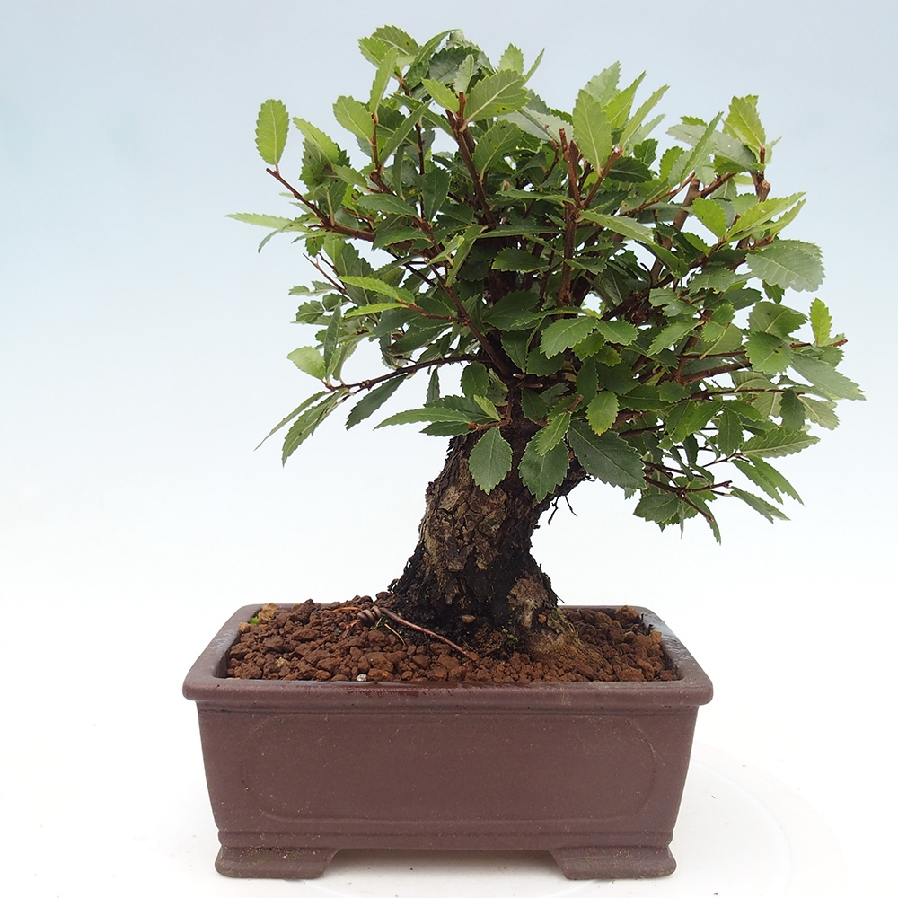 Venkovní bonsai - Zelkova - Zelkova NIRE