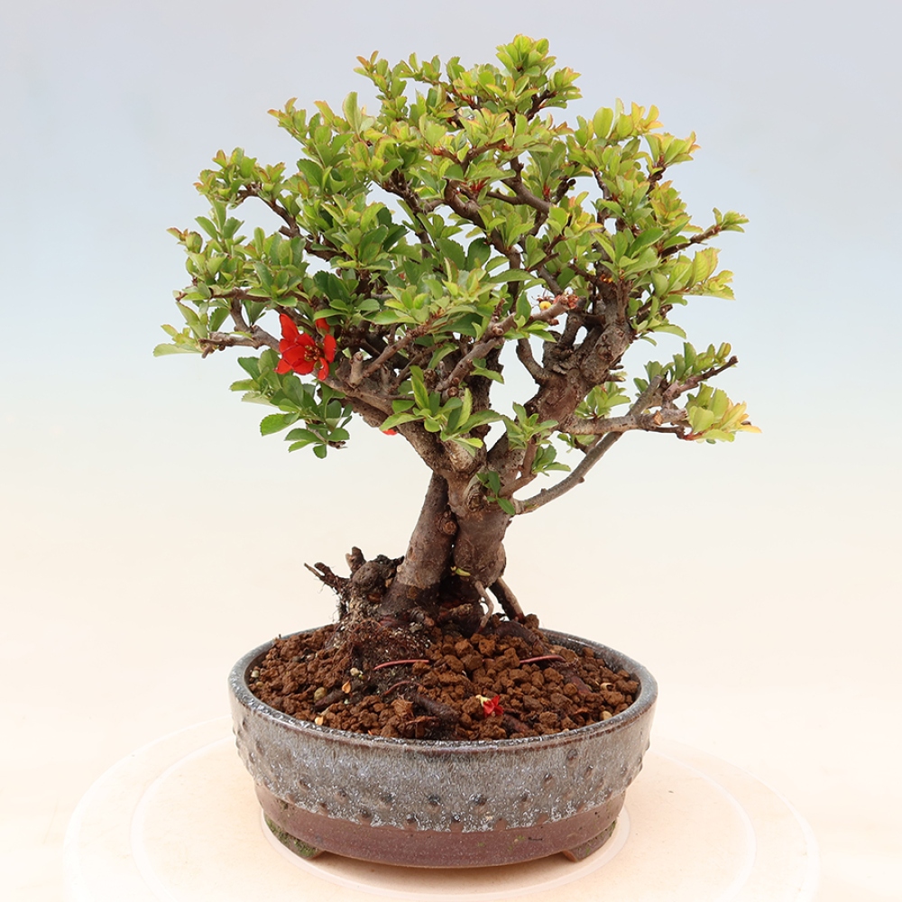 Venkovní  bonsai -  Chaneomeles speciosa Chojubai - Kdoulovec ozdobný
