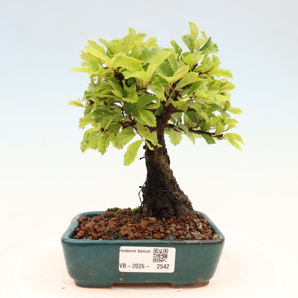 Venkovní bonsai - Zelkova - Zelkova NIRE