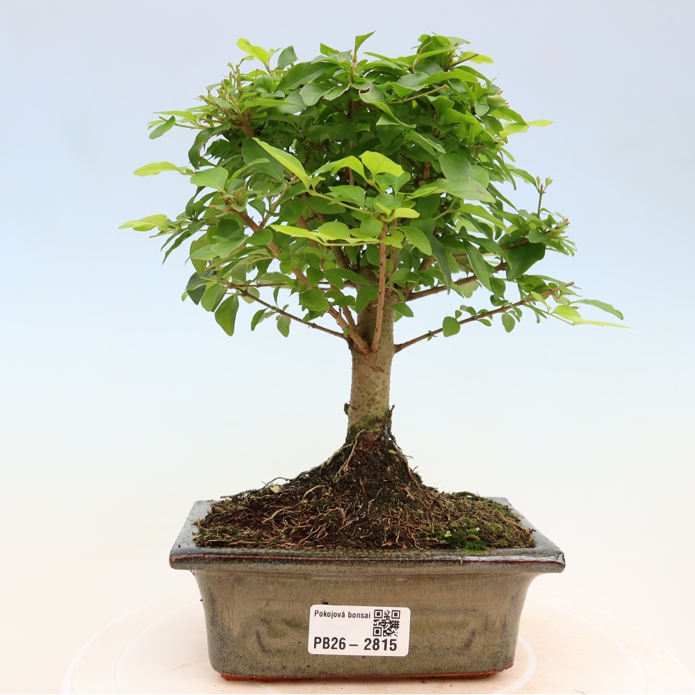 Pokojová bonsai -Ligustrum chinensis - Ptačí zob