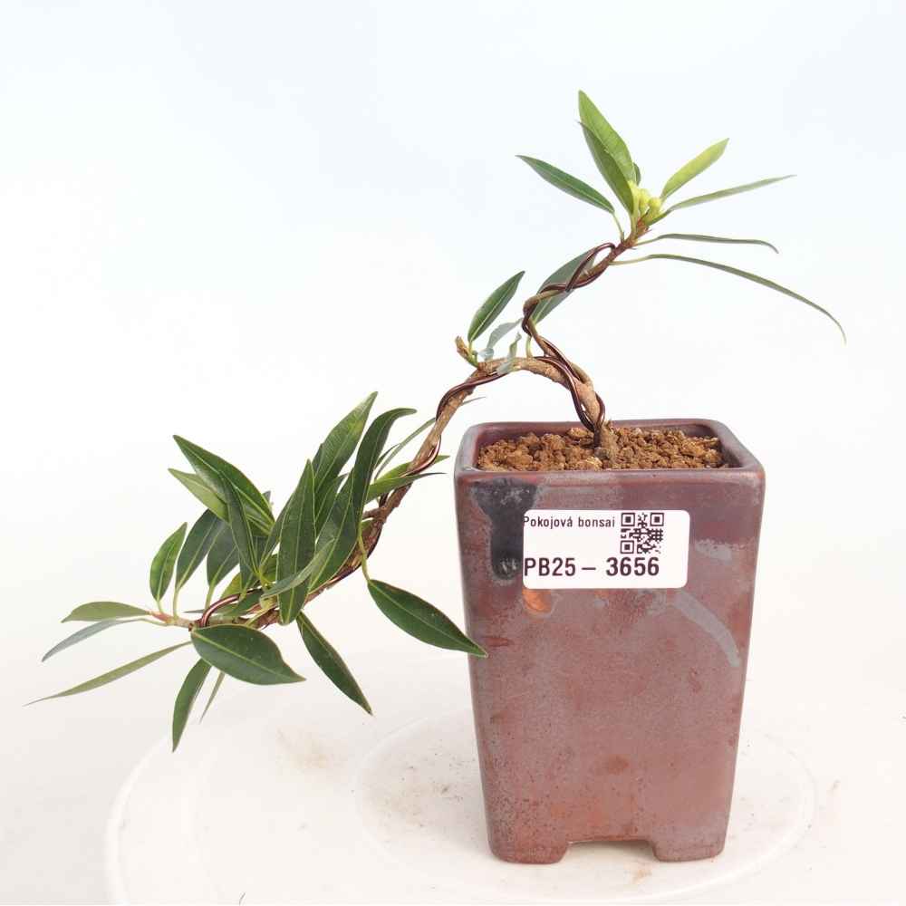 Pokojová bonsai - Ficus nerifolia -  malolistý fíkus