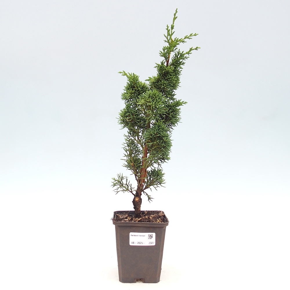 Venkovní bonsai - Juniperus chinensis Kishu -Jalovec čínský