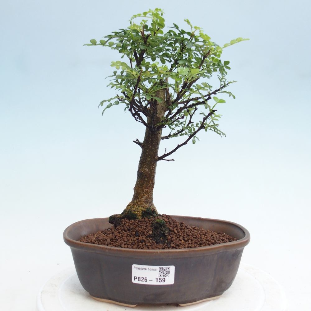 Pokojová bonsai - Zantoxylum piperitum - Pepřovník