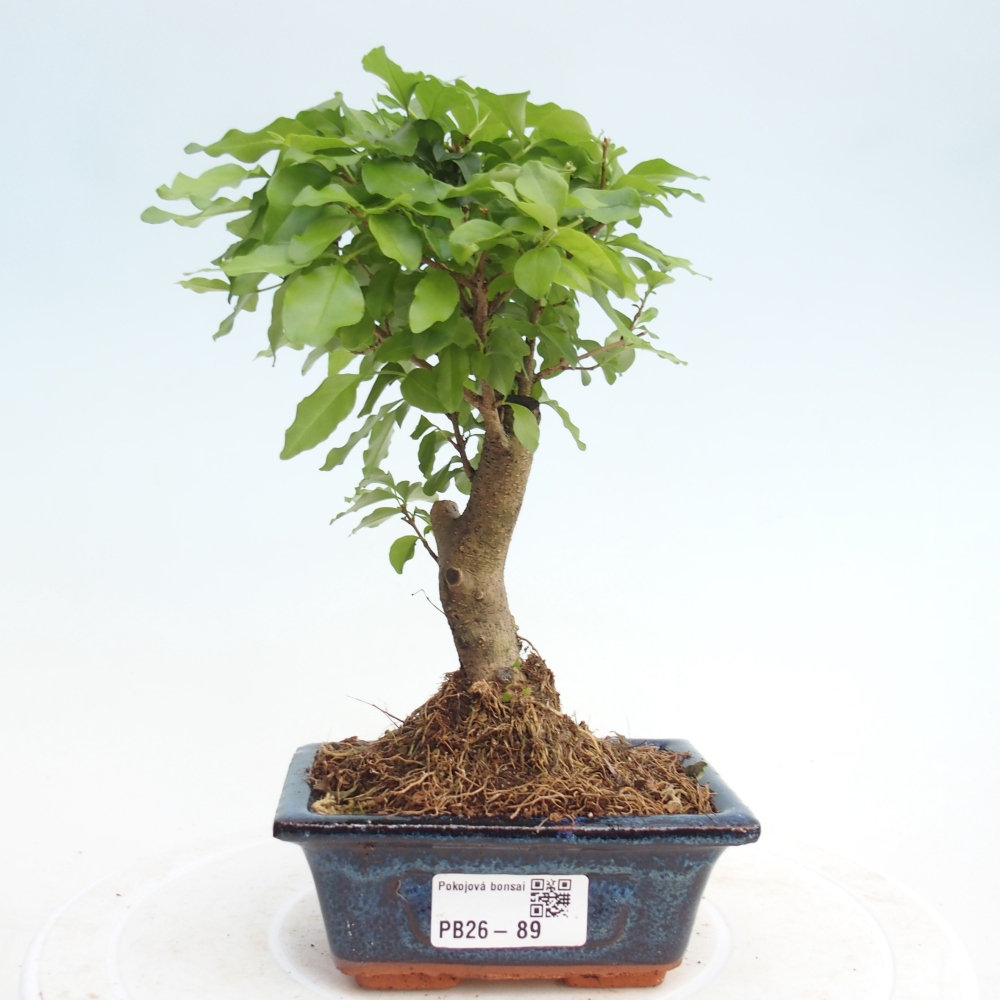 Pokojová bonsai -Ligustrum chinensis - Ptačí zob